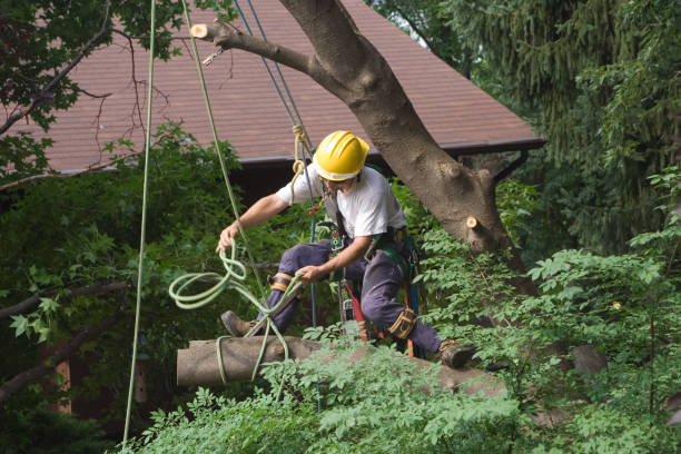 Best Lawn Grading and Leveling  in Lake Wylie, SC